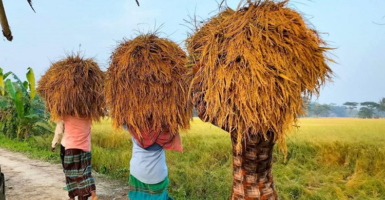 সুনামগঞ্জের হাওরে ব জ্র পা তে যুবকের মৃ*ত্যু